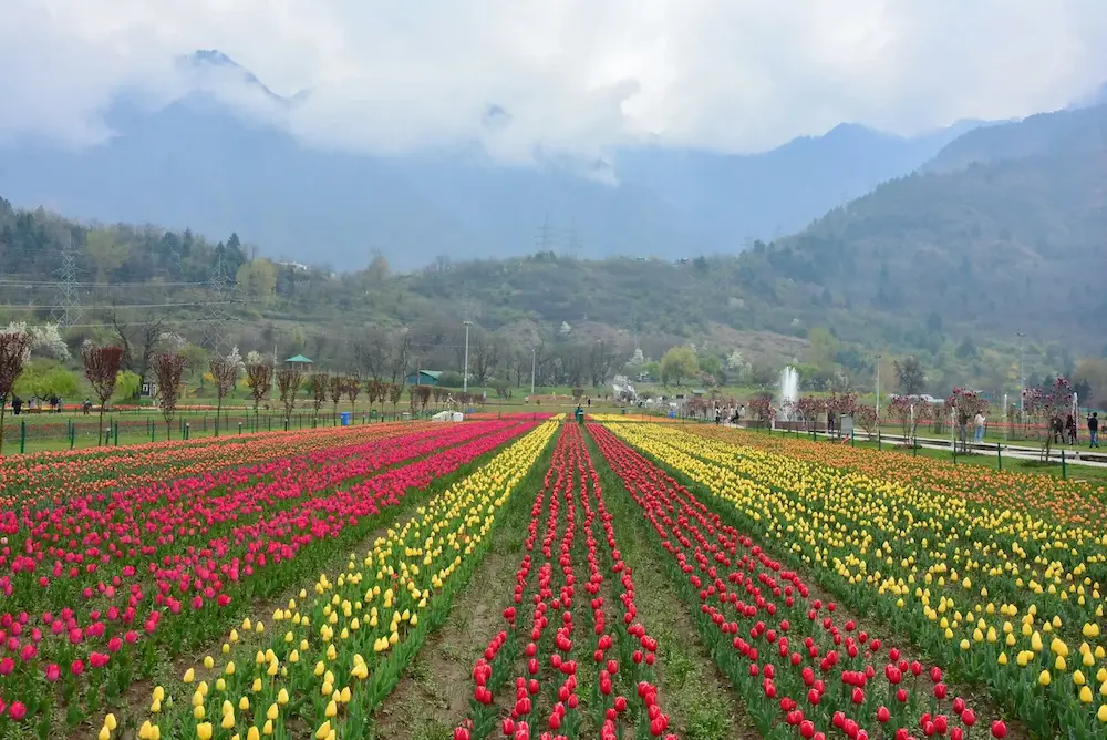Tulip Garden Srinagar Kashmir Spring tourism Destination